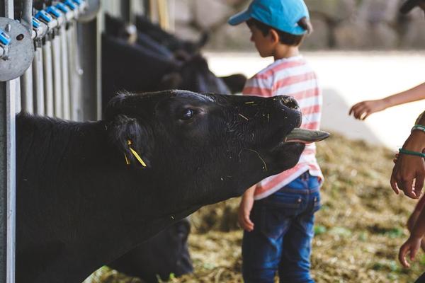 farm-to-table travel experiences